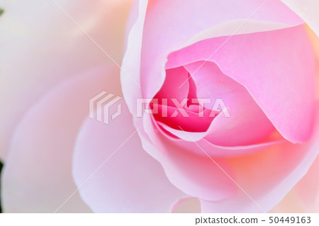 Gertrude Jekyll Gertrude Jekyll 50449163