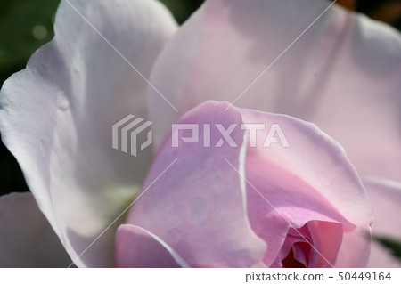 Gertrude Jekyll Gertrude Jekyll 50449164