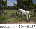 遙遠的海島兒童山羊 50449187