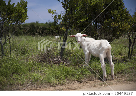 遙遠的海島兒童山羊 遙遠的海島兒童山羊 50449187