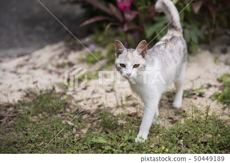 島貓 50449189