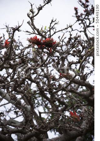 Deigo的花朵 Deigo的花朵 50449190
