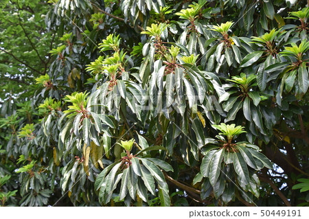 Yuzuriha（5月初） 50449191