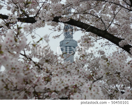 隅田公園櫻花和東京晴空塔（日本櫻花的100個地標） 50450101