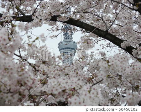 Sumida Park Sakura and Tokyo Sky Tree (100 Landmarks of Japanese Sakura) 50450102