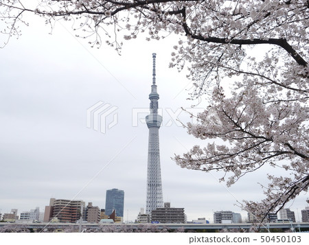 Sumida Park Sakura and Tokyo Sky Tree (100 Landmarks of Japanese Sakura) Sumida Park Sakura and Tokyo Sky Tree (100 Landmarks of Japanese Sakura) 50450103