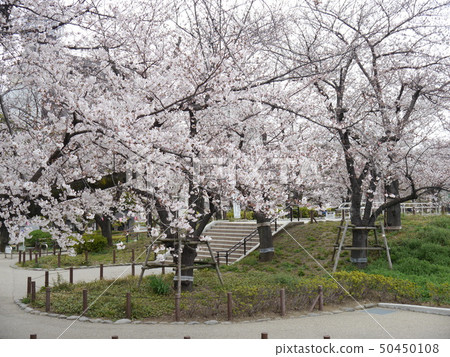 Sumida Park cherry blossoms (100 famous cherry blossom spots in Japan) 50450108