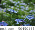 藍色繡球花 50450145