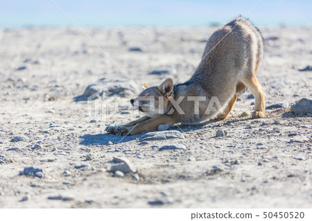 Fox in Patagonia 50450520