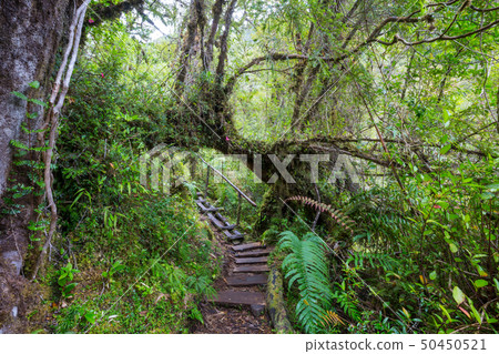 Forest in Chile 50450521