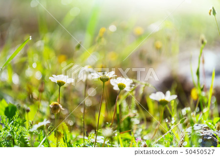 Flowers Flowers 50450527