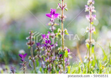 Flowers Flowers 50450531