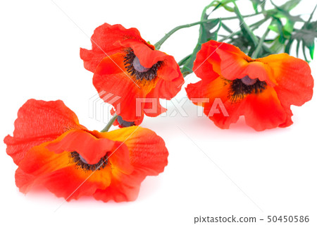 Red poppies Red poppies 50450586