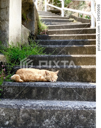 Cat in the afternoon 50450606