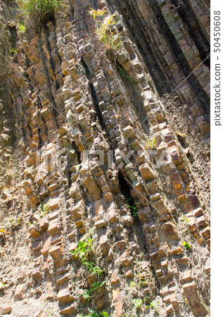 Fossil scar of Kajiura 50450608