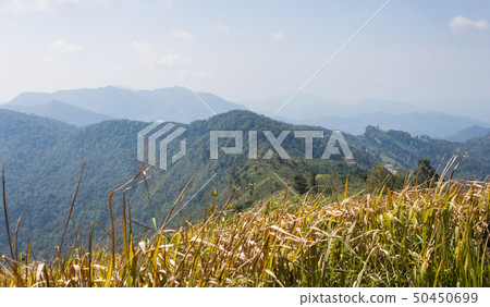 Phu Chi Fa Forest Park with Grass Field Green Phu Chi Fa Forest Park with Grass Field Green 50450699