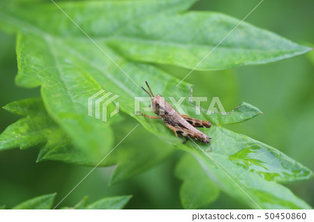 Larva of Fuki butter 50450860