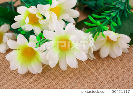Daisies Daisies 50451117