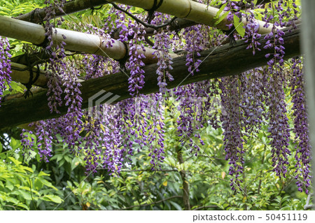 Wisteria trellis Wisteria trellis 50451119