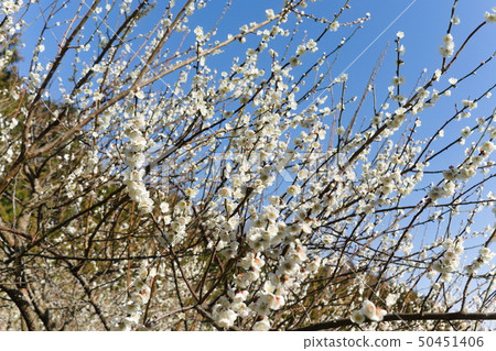 Sagamihara Motozawa plum garden plum 50451406