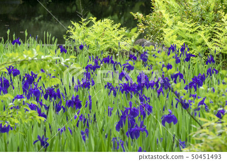 Iris Iris 50451493