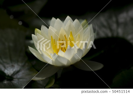 睡蓮 50451514