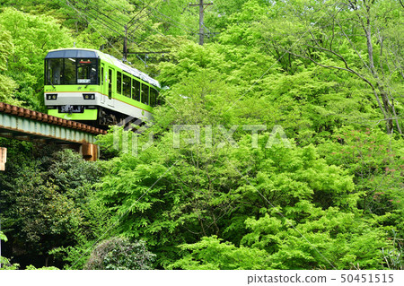 Running in the fresh green "Blue Momiji Kirara" 50451515