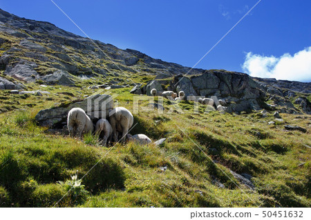 Sheeps on the trail in swiss mountains 50451632