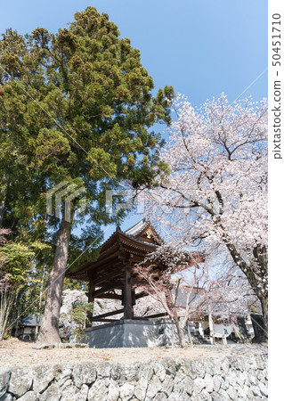 Cherry blossom Cherry blossom 50451710
