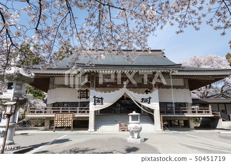 Cherry blossom 50451719