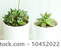 Succulent plant 50452022