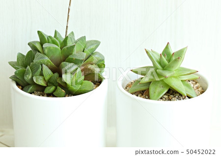 多汁植物 50452022