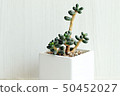 Succulent plant 50452027