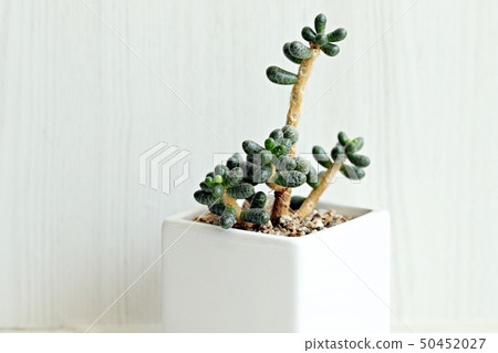 Succulent plant 50452027