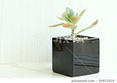 Succulent plant 50452029