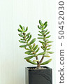 Succulent plant 50452030