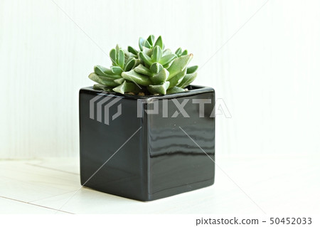 Succulent plant 50452033