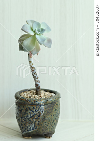 Succulent plant 50452037