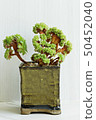 Succulent plant 50452040