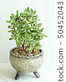 Succulent plant 50452043