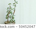 Succulent plant 50452047