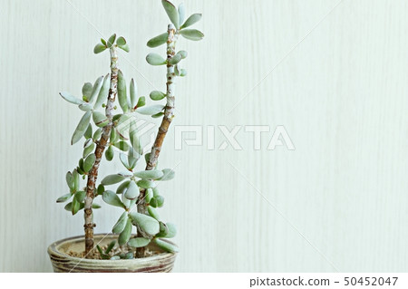 Succulent plant Succulent plant 50452047