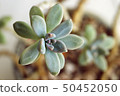 Succulent plant 50452050