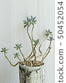 Succulent plant 50452054