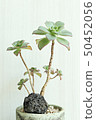 Succulent plant 50452056