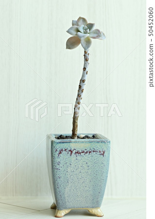 Succulent plant 50452060