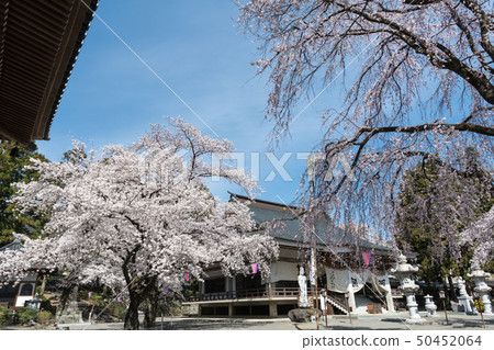 櫻花 櫻花 50452064