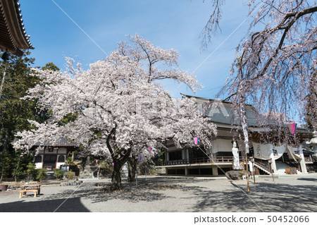 Cherry blossom Cherry blossom 50452066