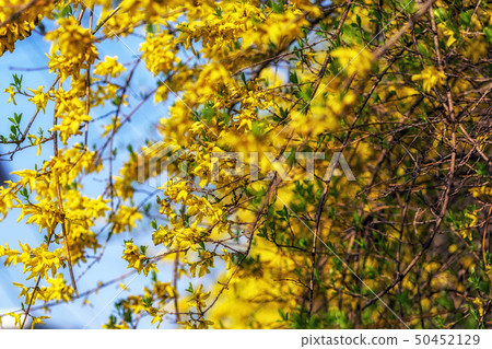 yellow forsythia flowers yellow forsythia flowers 50452129