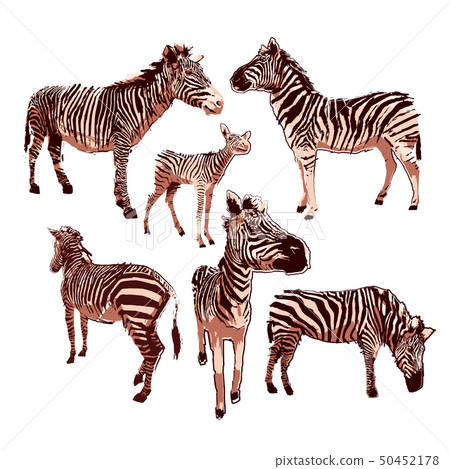 Graphic collection of zebras in calm colors drawn in the technique of rugh brush 50452178